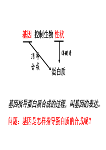 基因指导蛋白质的合成上课课件