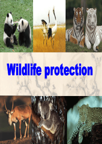 高一英语必修2unit 4 Wildlife Protection