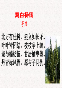 《白杨礼赞》(上课)优质课件