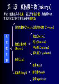 第3章真核微生物