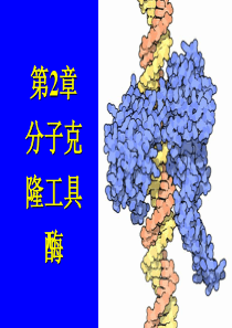 02 分子克隆工具酶