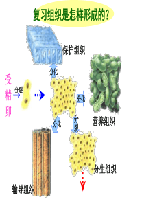 (新人教版)第二节 植株的生长