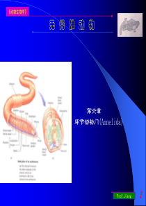 药用动物学环节动物门06上课用