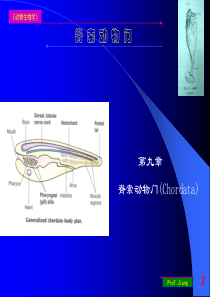 药用动物学脊索动物门09上课用