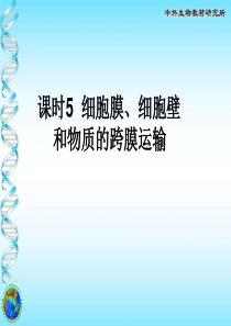 3-第二节 细胞膜、细胞壁和跨膜运输复习