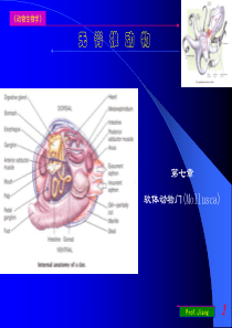 药用动物学软体动物门07上课用