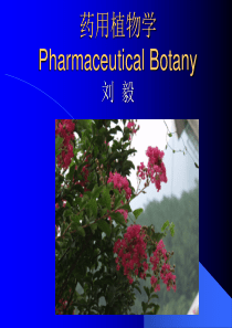 药用植物学PharmaceuticalBotany