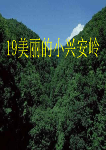 《美丽的小兴安岭》优质课