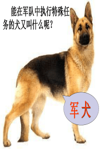 《军犬黑子》 课件