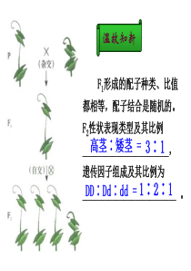 公开课-1.2 孟德尔的豌豆杂交实验(二) (共37张PPT)