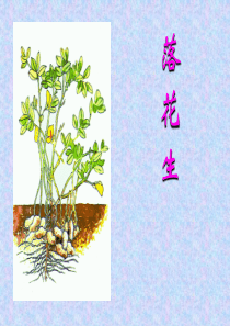 15落花生ppt课件2