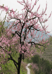 惠崇春江晓景