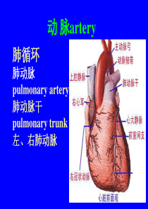 人体解剖血管1