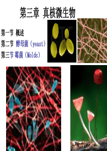 第3章 微生物学(周德庆)真核生物