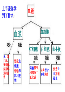 第2节_血流的管道―血管