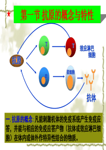 第三章  免疫球蛋白与抗体