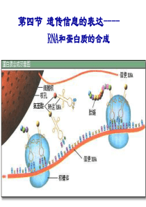 16遗传信息的表达