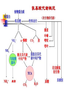 生物化学王镜岩第三版第31章  氨基酸的生物合成