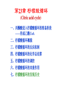 生物化学第23章柠檬酸循环