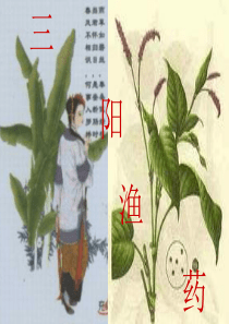 鱼病的用药方法