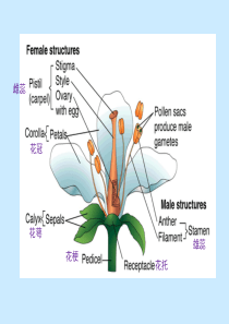 植物学-雌雄配子体的形成