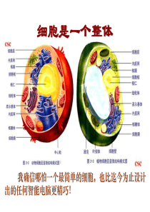 2012《分子与细胞》一轮复习―6细胞膜