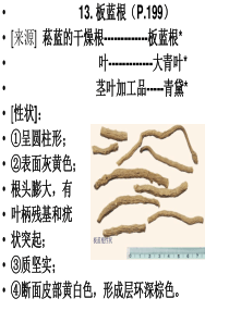 第二篇各论(被子植物13-18)P