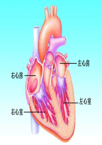 孟筱璐 血液循环(第二课时)