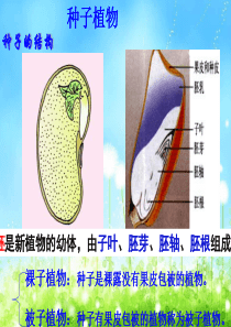 人教版七上第二章第一节种子的萌发(共29张PPT)