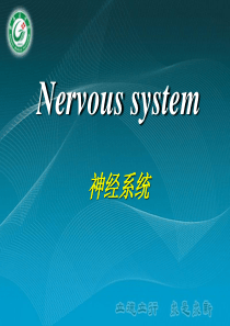 Nervous-system-神经系统.