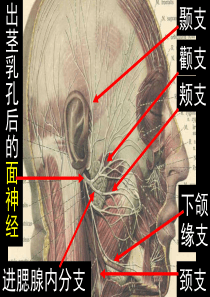 09面部神经血管