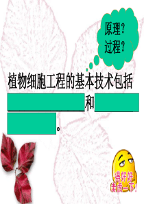 植物细胞工程的实际应用公开课