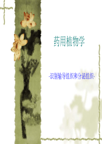 药用植物学2