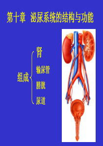 生理学 第十章 泌尿系统