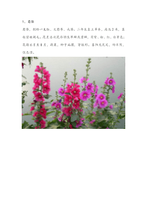 常见花图谱