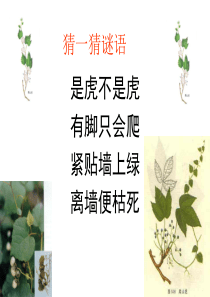 6《爬山虎的脚》精品课件