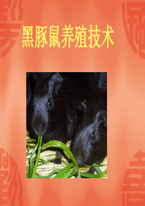 1_4204968_黑豚鼠养殖技术