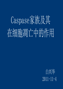 caspase蛋白1