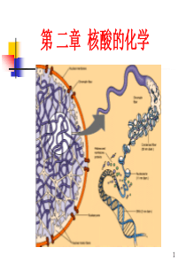 第二章核酸的化学09