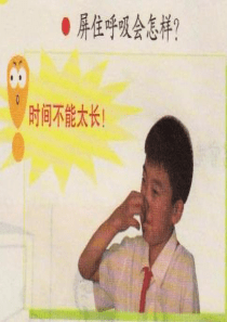 我们的呼吸ppt