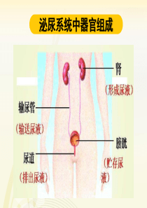 学前儿童的泌尿系统的特点及保育