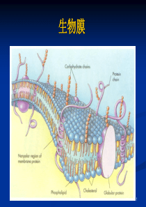 《生物膜》ppt课件