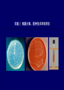 实验三：细菌分离接种技术和培养