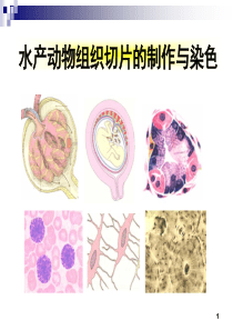 动物组织切片的制作与染色