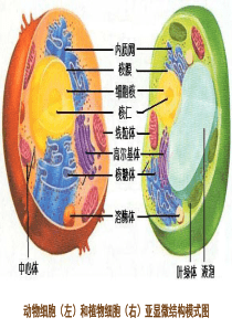 动物细胞(左)和植物细胞(右)亚显微结构模式图