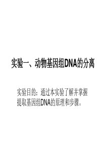 动物基因组DNA的分离定量叶1