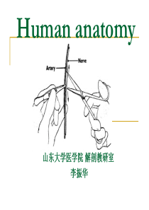 解剖学