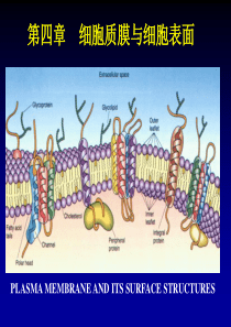 细胞生物学-5细胞膜与细胞表面