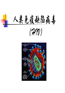 1人类免疫缺陷病毒