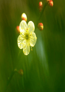 梅花魂精修版